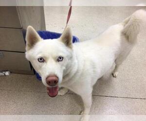 Siberian Husky Dogs for adoption in Riverside, CA, USA