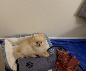 Pomeranian Puppy for sale in PORTLAND, OR, USA