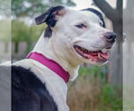 Small #6 American Staffordshire Terrier-English Springer Spaniel Mix