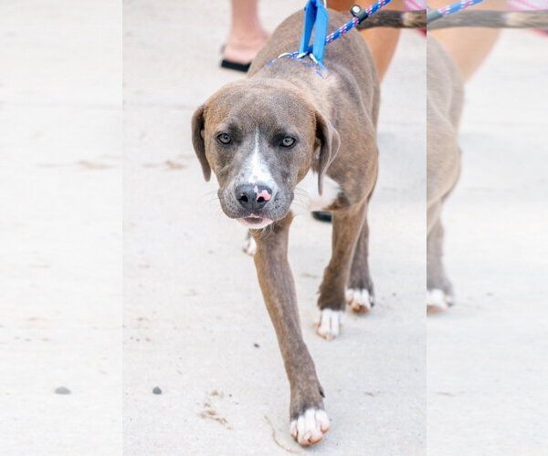 Medium Photo #8 American Pit Bull Terrier-Labrador Retriever Mix Puppy For Sale in Oakhurst, NJ, USA