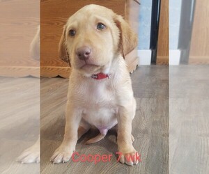 Labrador Retriever Puppy for sale in CATO, NY, USA