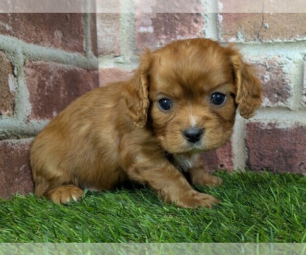 Medium Photo #5 Cavalier King Charles Spaniel Puppy For Sale in MOBERLY, MO, USA