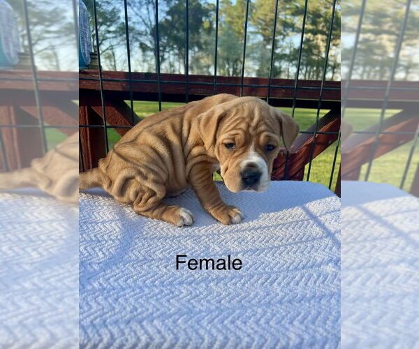 Medium Photo #3 American Pit Bull Terrier-American Staffordshire Terrier Mix Puppy For Sale in Brewster, NY, USA