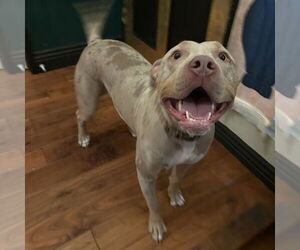 Mutt Dogs for adoption in Oceanside, CA, USA