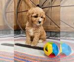 Small #1 Cavapoo
