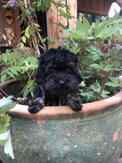 Russian Tsvetnaya Bolonka Puppy for sale in BEND, OR, USA