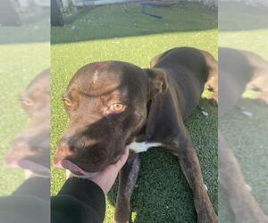 American Pit Bull Terrier-Unknown Mix Dogs for adoption in Pasadena, TX, USA