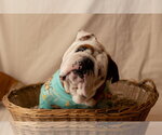 Small #6 Bulldog