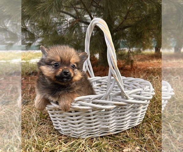 Medium Photo #3 Pomeranian Puppy For Sale in MIDDLEBURY, IN, USA