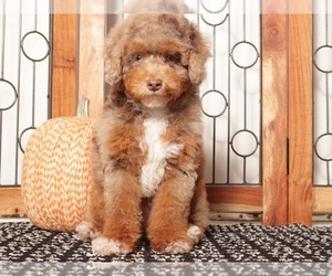 Aussiedoodle Puppy for Sale in NAPLES, Florida USA