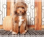 Image preview for Ad Listing. Nickname: Simba