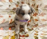 Puppy Willow Australian Shepherd