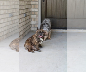 Mother of the French Bulldog puppies born on 10/09/2025