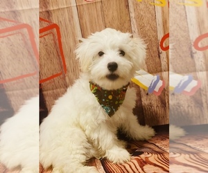 Maltese-Maltipoo Mix Dog for Adoption in ACWORTH, Georgia USA