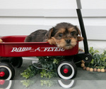 Puppy Tessa YorkiePoo