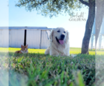 Small Photo #14 English Cream Golden Retriever Puppy For Sale in EL CAMPO, TX, USA