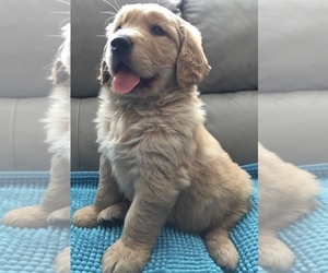 Golden Retriever Puppy for sale in SANTA ANA, CA, USA