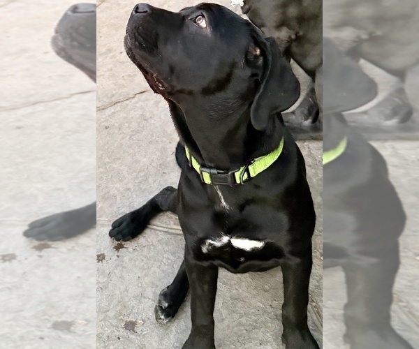 Medium Photo #15 Cane Corso Puppy For Sale in WOODLAND HILLS, CA, USA
