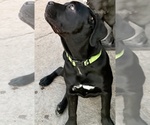 Small #5 Cane Corso