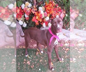 Mutt Dogs for adoption in Oklahoma City, OK, USA
