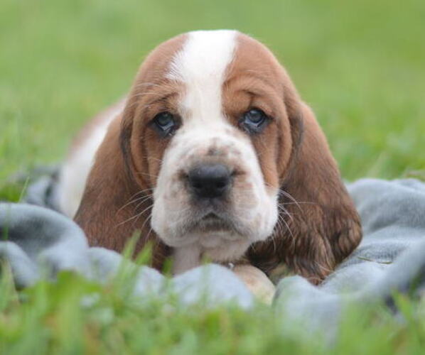 Medium Photo #1 Basset Hound Puppy For Sale in ORRVILLE, OH, USA