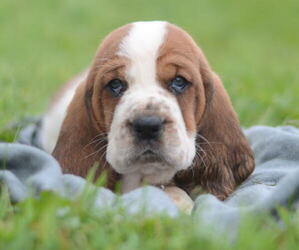 Medium Basset Hound