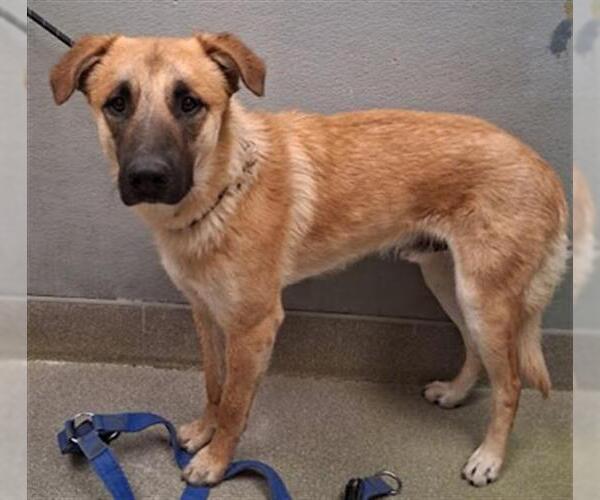 Medium Photo #1 German Shepherd Dog-Unknown Mix Puppy For Sale in Las Vegas, NV, USA