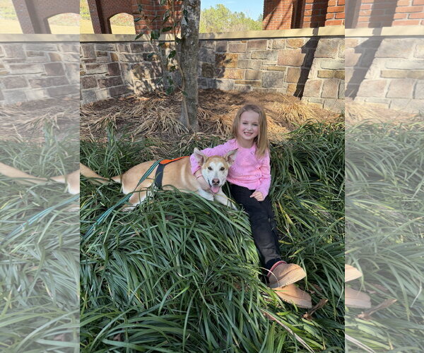 Medium Photo #5 Gerberian Shepsky Puppy For Sale in The Woodlands, TX, USA