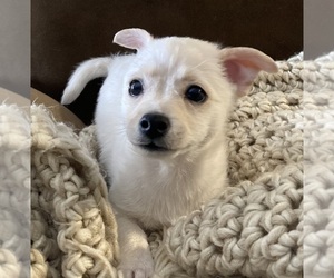 Jack Chi Puppy for sale in CUMMING, GA, USA