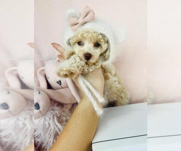 Medium Photo #4 Poodle (Toy) Puppy For Sale in WESTFIELD, IN, USA
