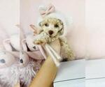 Small #3 Poodle (Toy)