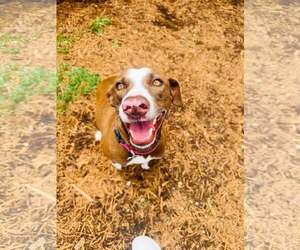 Lab-Pointer Dogs for adoption in Houston, TX, USA