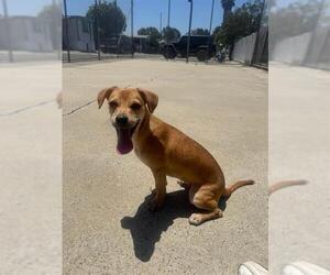 Chihuahua-Unknown Mix Dogs for adoption in Chula Vista, CA, USA