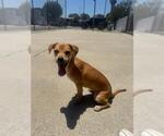 Small Chihuahua Mix