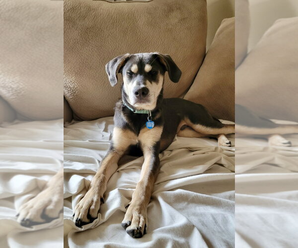 Medium Photo #12 Labrador Retriever-Unknown Mix Puppy For Sale in San Diego, CA, USA