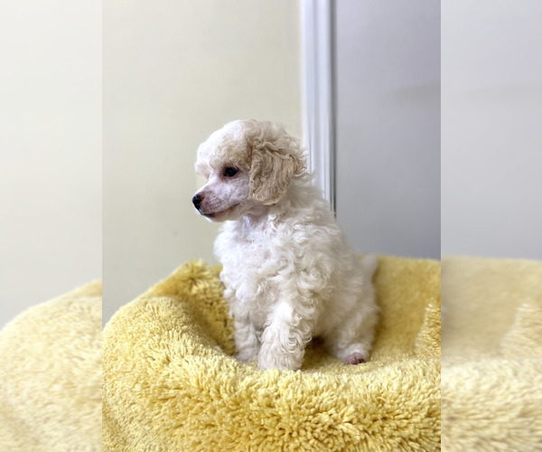 Medium Photo #1 Poodle (Miniature) Puppy For Sale in ADAMSVILLE, TN, USA