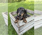 Small #1 Dachshund