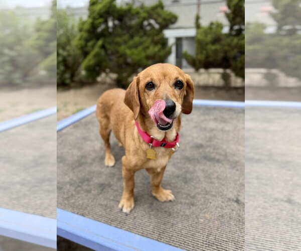Medium Photo #2 Basschshund Puppy For Sale in Seal Beach, CA, USA