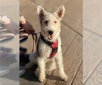 Small #5 Wire Fox Terrier