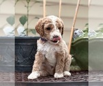 Small Photo #7 Goldendoodle (Miniature) Puppy For Sale in SAINT MARYS, KS, USA