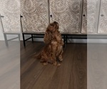 Small Photo #1 Cavalier King Charles Spaniel Puppy For Sale in MCDONOUGH, GA, USA