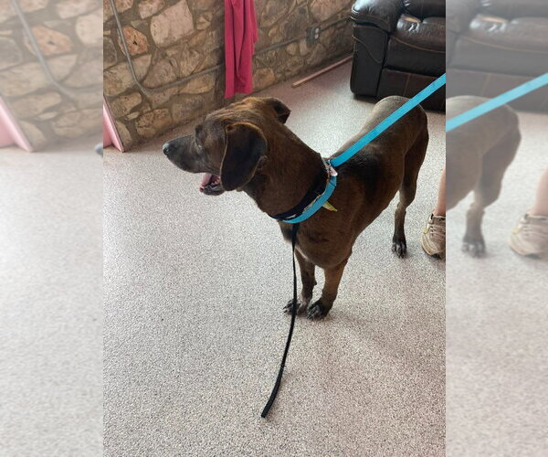 Medium Photo #2 Great Dane-Labrador Retriever Mix Puppy For Sale in Bullard, TX, USA