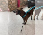 Small #1 Great Dane-Labrador Retriever Mix