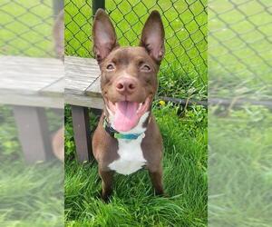 Australian Kelpie-Unknown Mix Dogs for adoption in Fort Wayne, IN, USA