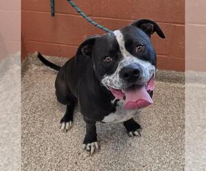 American Bulldog Dogs for adoption in Pueblo, CO, USA