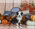 Small Photo #2 Miniature Australian Shepherd Puppy For Sale in EVANS, CO, USA