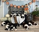 Small Photo #5 Sheepadoodle Puppy For Sale in HUNTINGTON BEACH, CA, USA