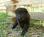 Small Photo #4 German Shepherd Dog Puppy For Sale in SALEM, MO, USA