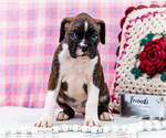 Small Photo #7 Boxer Puppy For Sale in WAKARUSA, IN, USA