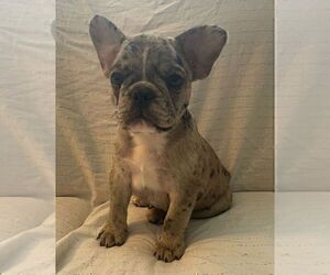 French Bulldog Puppy for sale in JOHNS ISLAND, SC, USA